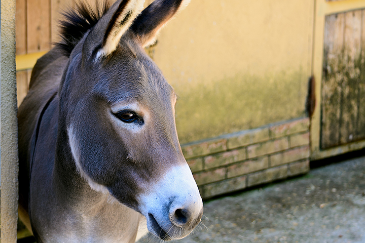 antigua donkey sanctuary 