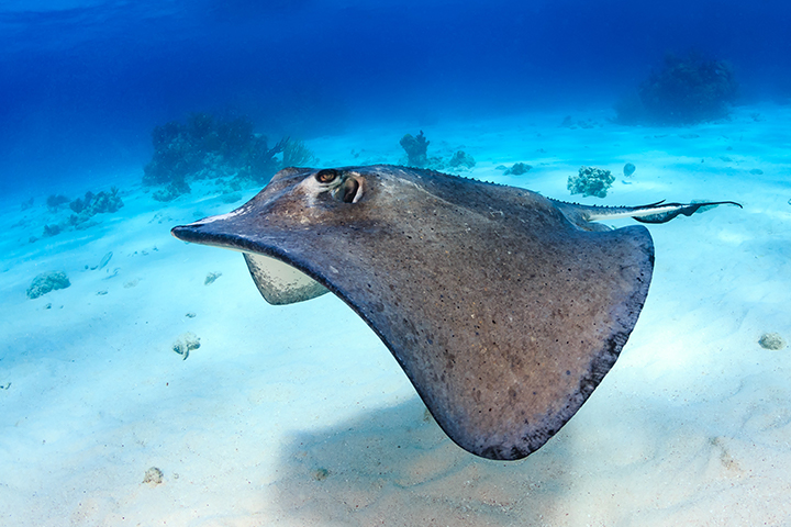 stingray